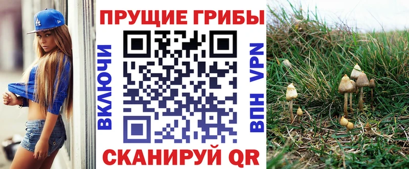 Псилоцибиновые грибы Cubensis  Сосновый Бор 