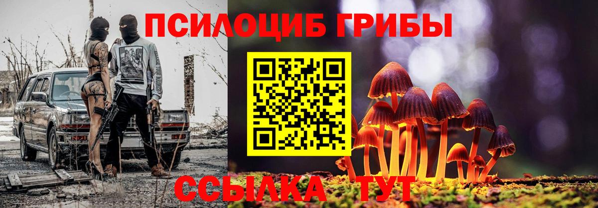 Псилоцибиновые грибы Cubensis Сосновый Бор